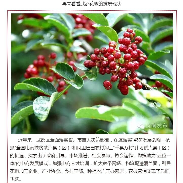 5.28億！一場盛會(huì)，武都花椒“火”了